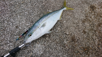 なんとかハマチ