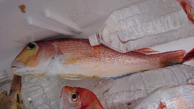 真鯛なんとか1枚