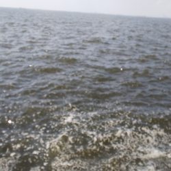 久しぶりによく釣れた気がした！