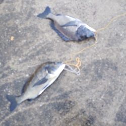 雨にも負けず釣行