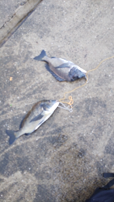 雨にも負けず釣行