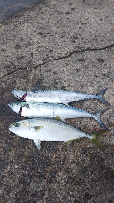 チヌからのサゴシハマチ今年初タチウオ