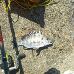 大磯港で団子釣り