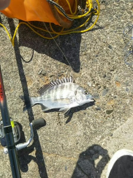 大磯港で団子釣り