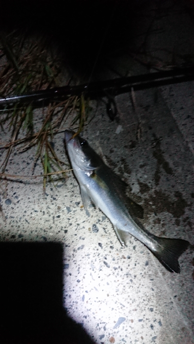 仕事終わりの利根川河口のシーバス