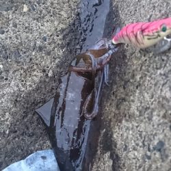 アオリイカ MAX16㎝!!