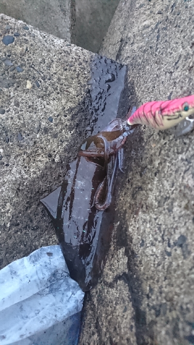 アオリイカ MAX16㎝!!