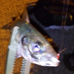 やっぱりアジングが楽しい！