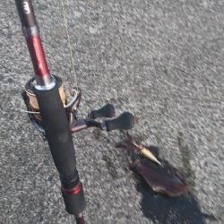 夕マズメ、エギング