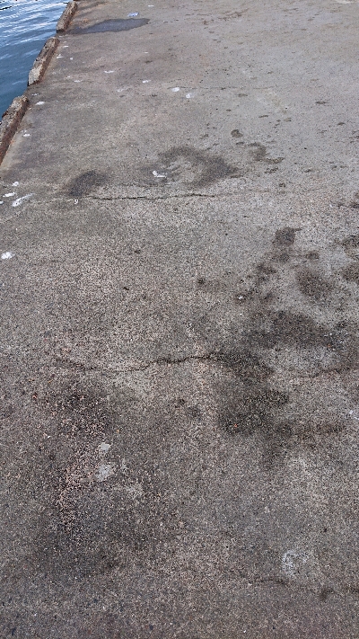 LSJはおもろい！