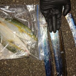 サーベリングのつもりが。