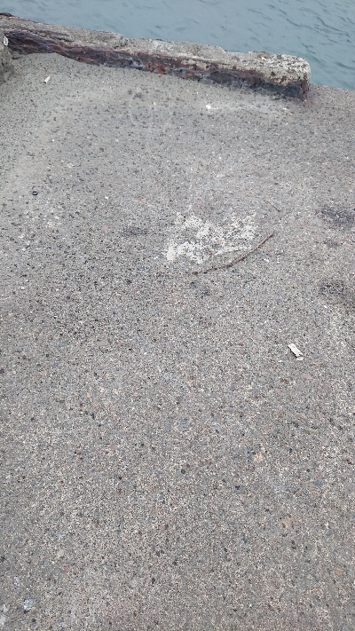 サーベリング。