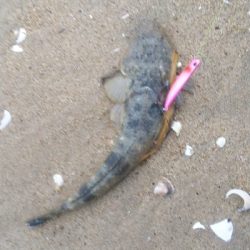 令和の初マゴチ