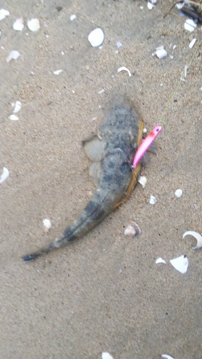 令和の初マゴチ