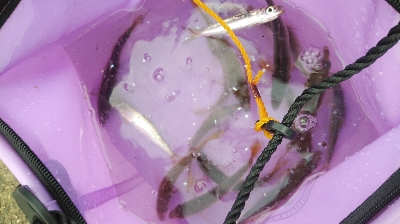 太刀魚はさっぱり