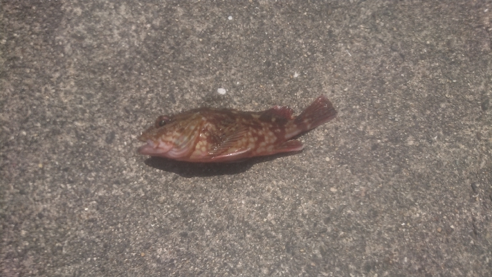 ただただ渋い…(--;)