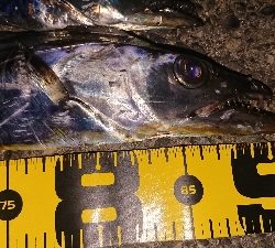 F4 が普通に獲れました・・・