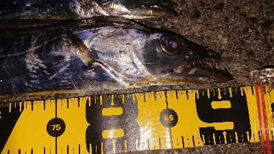 F4 が普通に獲れました・・・