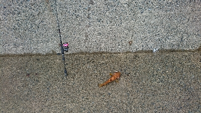 マイクロジギングオンリー