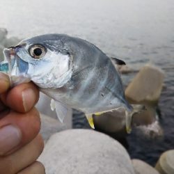 タイガーフィッシュ