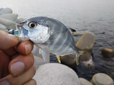 タイガーフィッシュ