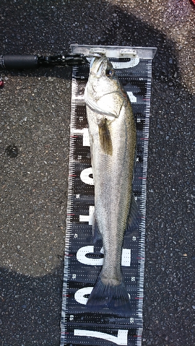 デーモンに出た〰️