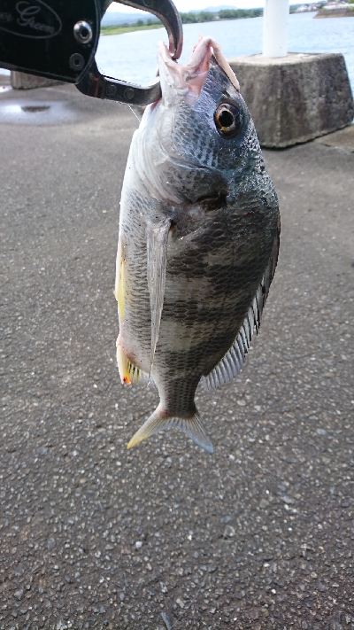 シーバス釣れないから