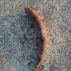 ヒラメ釣れない