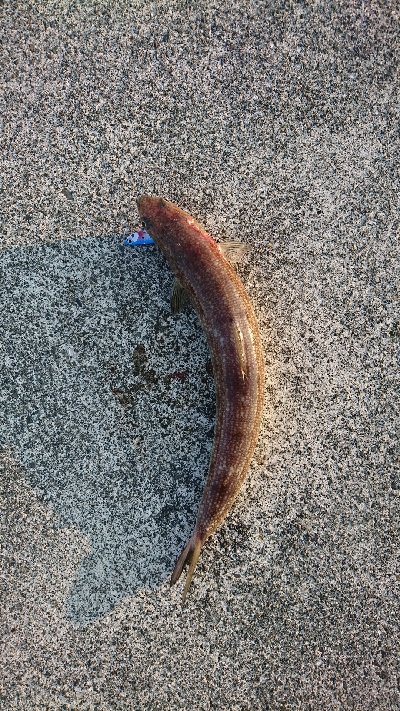 ヒラメ釣れない