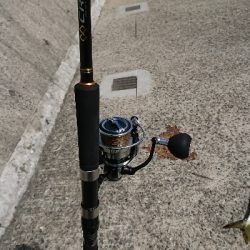 日中に青物調査