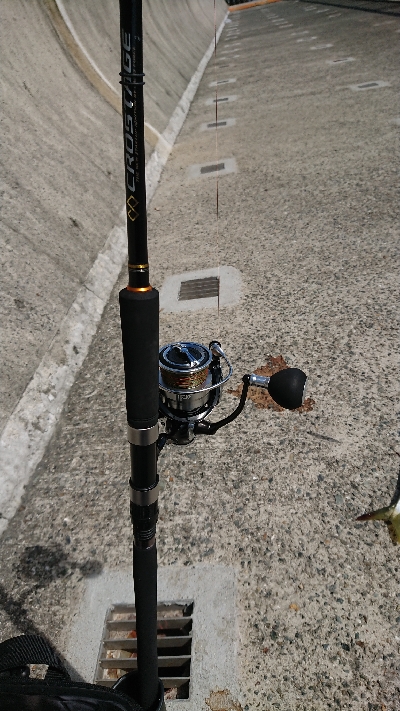 日中に青物調査