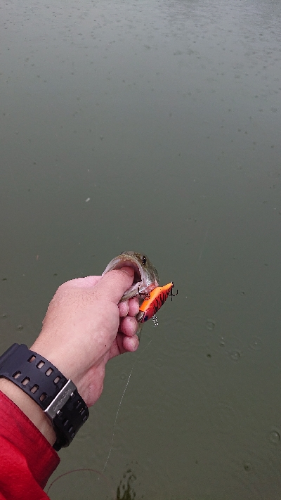 雨釣行