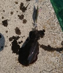 エギング釣行その42