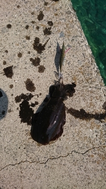 エギング釣行その42