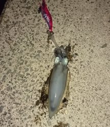 エギング釣行その44