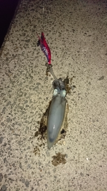 エギング釣行その44