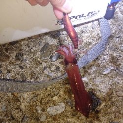 ジギングからのケンサキ