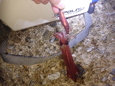 ジギングからのケンサキ