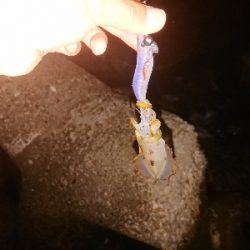 今シーズン初アオリ