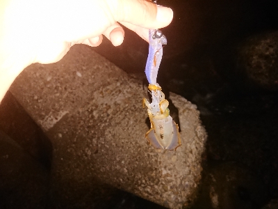 今シーズン初アオリ