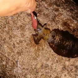 今日もエギング