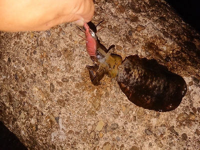 今日もエギング