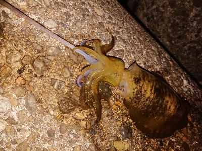 またまたエギング