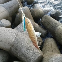 またまたエギング