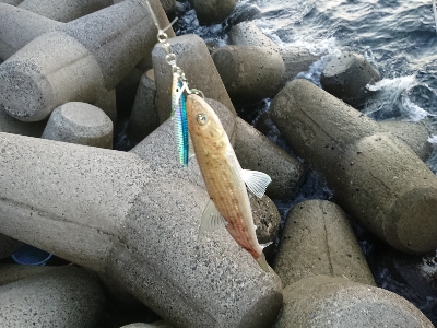 またまたエギング