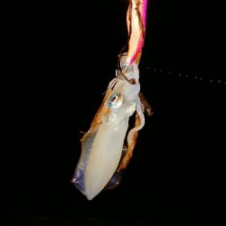 仕事終わりエギング