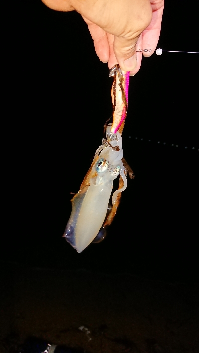 仕事終わりエギング