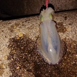 仕事帰りのエギング