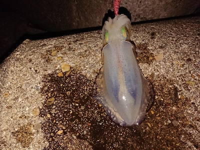 仕事帰りのエギング