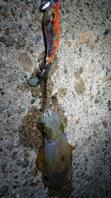 ちょこっとエギング